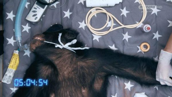 دانلود مستند شامپانزه از مجموعه جراحی شگفت انگیز حیوانات با دوبله شبکه منوتو