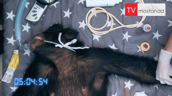Big Animal Surgery – chimpanzee دانلود مستند شامپانزه از مجموعه جراحی شگفت انگیز حیوانات با دوبله شبکه منوتو
