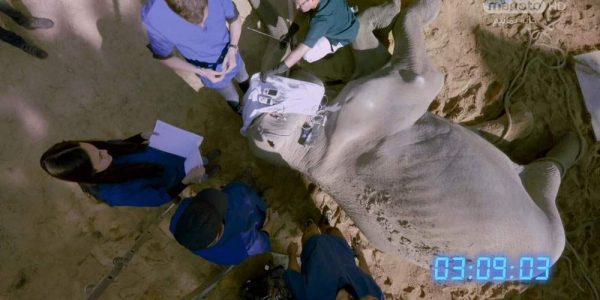 دانلود مستند فیل از مجموعه جراحی شگفت انگیز حیوانات با دوبله شبکه منوتو