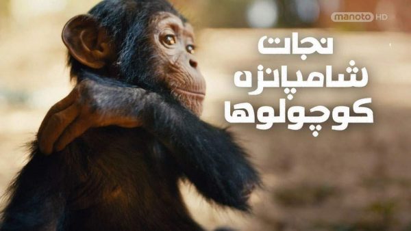 دانلود مستند نجات شامپانزه کوچولوها (3قسمت) از مجموعه ویژه برنامه با دوبله شبکه منوتو