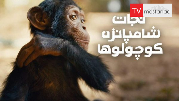 6278-2-manoto-mndl-mostanad 2 دانلود مستند نجات شامپانزه کوچولوها (3قسمت) از مجموعه ویژه برنامه با دوبله شبکه منوتو