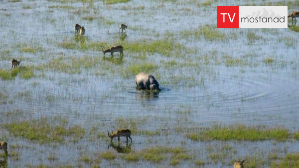 6294-manoto-mndl-mostanad 3 دانلود مستند اسب های آبی از مجموعه اسرار حیات وحش با دوبله شبکه منوتو