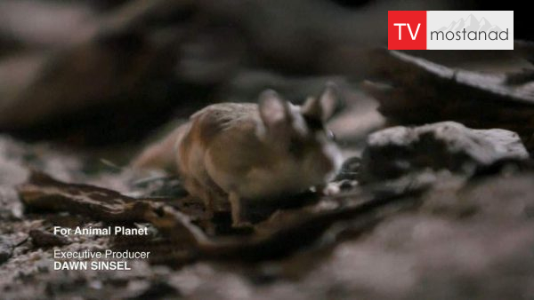 Little Giants 2 دانلود مستند غول های کوچک - 2 از مجموعه غول های کوچک با دوبله شبکه منوتو