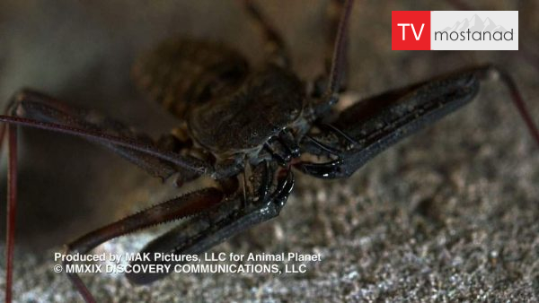 Little Giants 3 دانلود مستند غول های کوچک - 3 از مجموعه غول های کوچک با دوبله شبکه منوتو