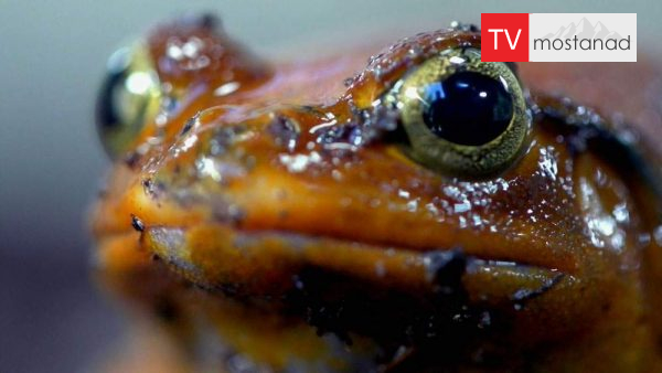 Little Giants 4 دانلود مستند غول های کوچک - 4 از مجموعه غول های کوچک با دوبله شبکه منوتو