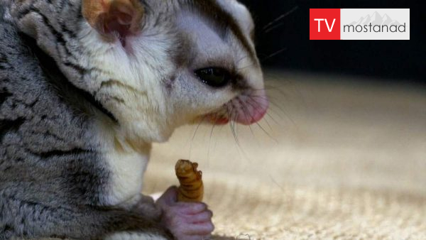 Little Giants 5 دانلود مستند غول های کوچک - 5 از مجموعه غول های کوچک با دوبله شبکه منوتو