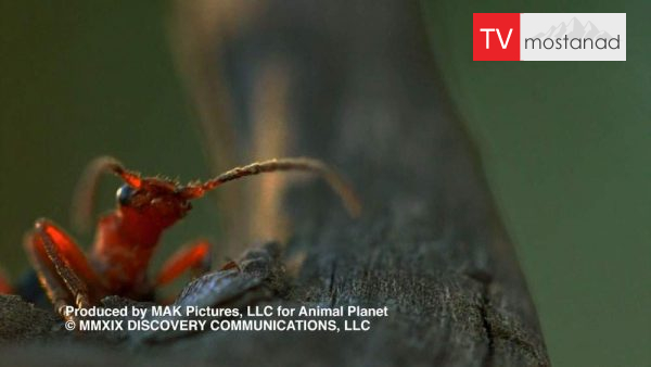 Little Giants 7 دانلود مستند غول های کوچک - 7 از مجموعه غول های کوچک با دوبله شبکه منوتو