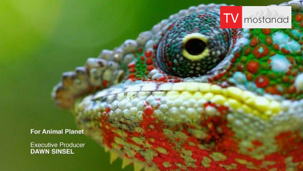 Little Giants 8 دانلود مستند غول های کوچک - 8 از مجموعه غول های کوچک با دوبله شبکه منوتو