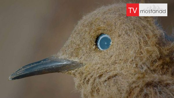 Spy in the Wild 3 دانلود مستند جاسوسی در حیات وحش - 3 از مجموعه جاسوسی در حیات وحش با دوبله شبکه منوتو