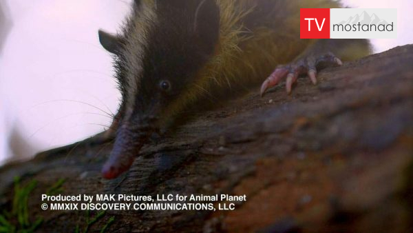 Little Giants 9 دانلود مستند غول های کوچک - 9 از مجموعه غول های کوچک با دوبله شبکه منوتو