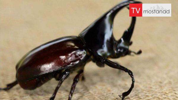 Little Giants 13 دانلود مستند غول های کوچک - 13 از مجموعه غول های کوچک با دوبله شبکه منوتو