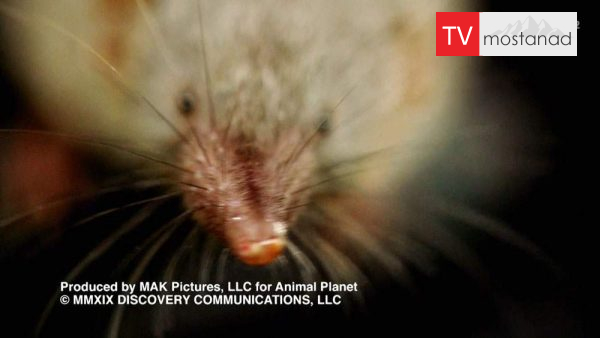 Little Giants 14 دانلود مستند غول های کوچک - 14 از مجموعه غول های کوچک با دوبله شبکه منوتو