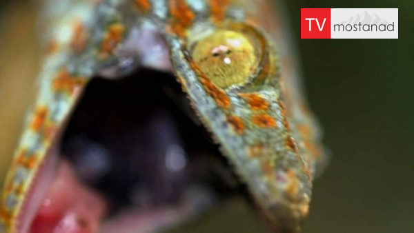 Little Giants 16 دانلود مستند غول های کوچک - 16 از مجموعه غول های کوچک با دوبله شبکه منوتو