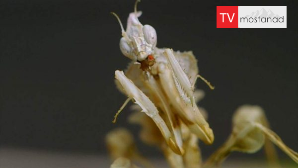 Little Giants 17 دانلود مستند غول های کوچک - 17 از مجموعه غول های کوچک با دوبله شبکه منوتو