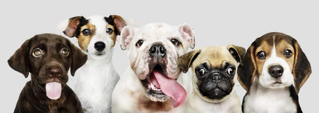 مجموعه کامل دنیای سگ ها