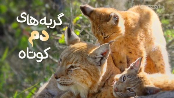 دانلود مستند گربه های دم کوتاه (2قسمت) از مجموعه ویژه برنامه با دوبله شبکه منوتو