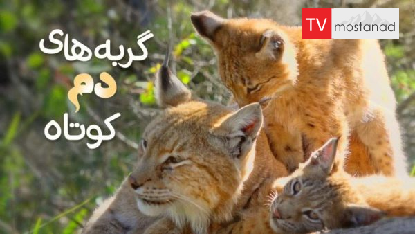 Short-tailed cats دانلود مستند گربه های دم کوتاه (2قسمت) از مجموعه ویژه برنامه با دوبله شبکه منوتو