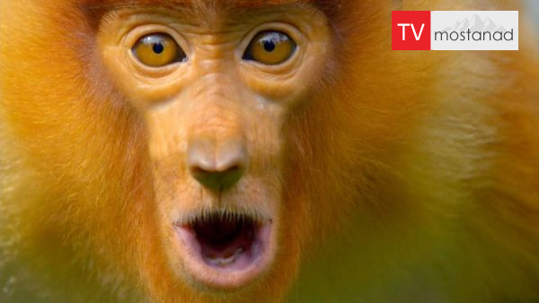 Travel to tropical islands-2 دانلود مستند سفر به جزایر گرمسیری - 2 از مجموعه سفر به جزایر گرمسیری با دوبله شبکه منوتو