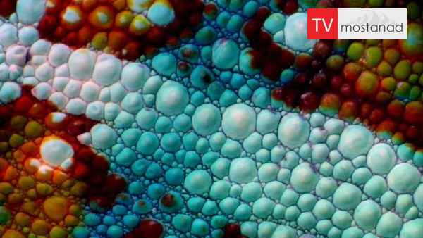 Secrets of Skin – 1 دانلود مستند اسرار پوست - 1 از مجموعه اسرار پوست با دوبله شبکه منوتو