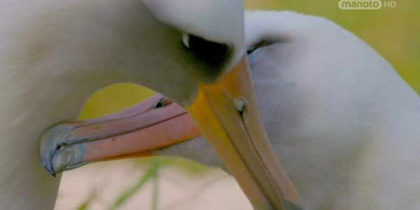 دانلود مستند سفر به جزایر گرمسیری - 3 از مجموعه سفر به جزایر گرمسیری با دوبله شبکه منوتو