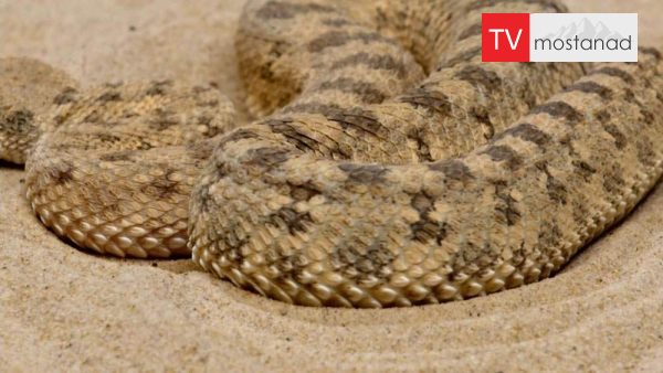 Secrets of Skin – 2 دانلود مستند اسرار پوست - 2 از مجموعه اسرار پوست با دوبله شبکه منوتو