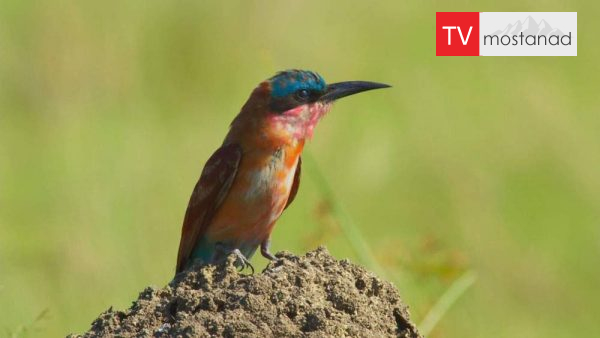 Mindful Earth-3 دانلود مستند آرامش با زمین - 3 از مجموعه آرامش با زمین با دوبله شبکه منوتو