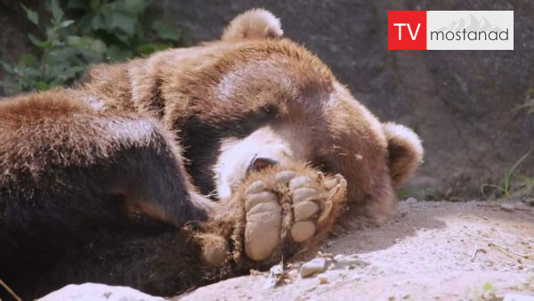 zoo-1 دانلود مستند باغ وحش - 1 از مجموعه باغ وحش با دوبله شبکه منوتو