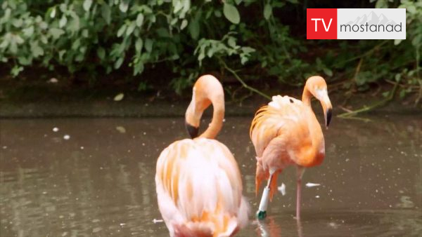 zoo-2 دانلود مستند باغ وحش - 2 از مجموعه باغ وحش با دوبله شبکه منوتو