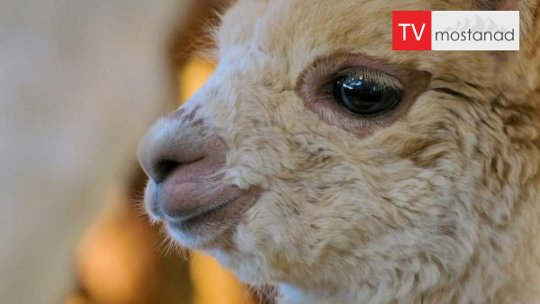 The Wonderful World of Baby Animals-2 دانلود مستند زندگی شیرین کوچولوها - 2 از مجموعه زندگی شیرین کوچولوها با دوبله شبکه منوتو