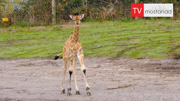 The Wonderful World of Baby Animals-3 دانلود مستند زندگی شیرین کوچولوها - 3 از مجموعه زندگی شیرین کوچولوها با دوبله شبکه منوتو