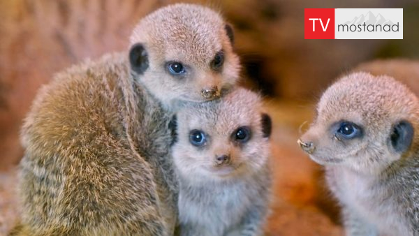 The Wonderful World of Baby Animals-4 دانلود مستند زندگی شیرین کوچولوها - 4 از مجموعه زندگی شیرین کوچولوها با دوبله شبکه منوتو