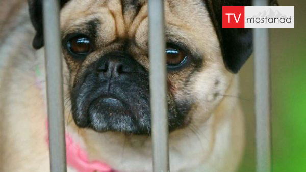 The Dog House 1 دانلود مستند خانه وفا - 1 از مجموعه خانه وفا با دوبله شبکه منوتو