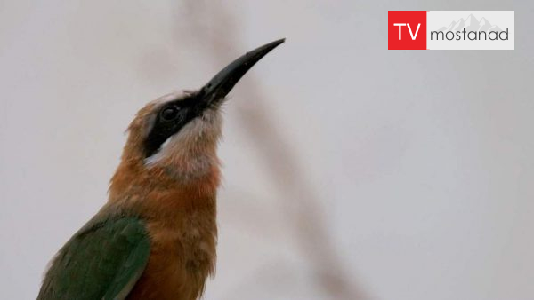 zoo-5 دانلود مستند باغ وحش - 5 از مجموعه باغ وحش با دوبله شبکه منوتو