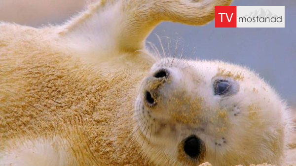 The Wonderful World of Baby Animals-5 دانلود مستند زندگی شیرین کوچولوها - 5 از مجموعه زندگی شیرین کوچولوها با دوبله شبکه منوتو