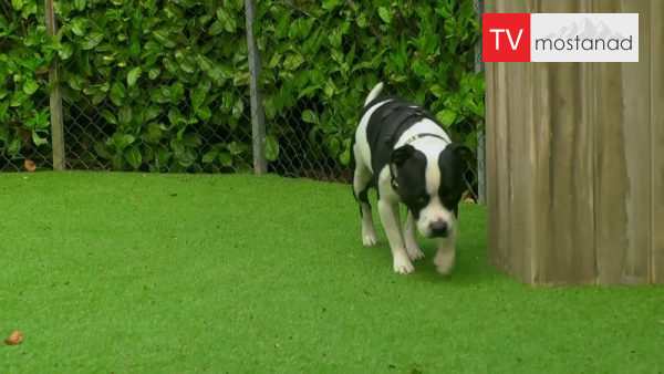 The Dog House 2 دانلود مستند خانه وفا - 2 از مجموعه خانه وفا با دوبله شبکه منوتو