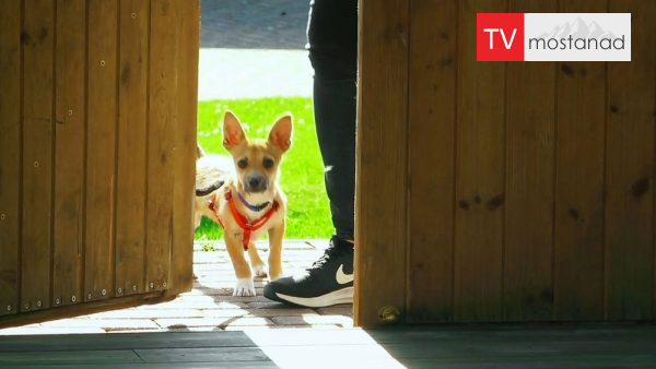 The Dog House 3 دانلود مستند خانه وفا - 3 از مجموعه خانه وفا با دوبله شبکه منوتو