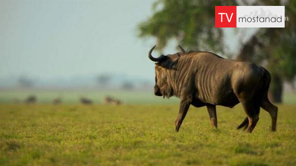 The Age of Nature-1 دانلود مستند عصر طبیعت - 1 از مجموعه عصر طبیعت با دوبله شبکه منوتو