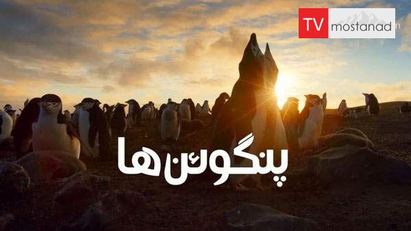 Penguins: Meet the Family دانلود مستند آشنایی با خانواده پنگوئن ها از مجموعه ویژه برنامه با دوبله شبکه منوتو