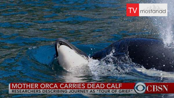 The Age of Nature-2 دانلود مستند عصر طبیعت - 2 از مجموعه عصر طبیعت با دوبله شبکه منوتو