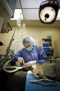 دانلود مستند دامپزشکی جراحی شگفت انگیز حیوانات