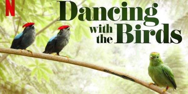 دانلود مستند رقص با پرندگان از مجموعه ویژه برنامه با دوبله شبکه من و تو