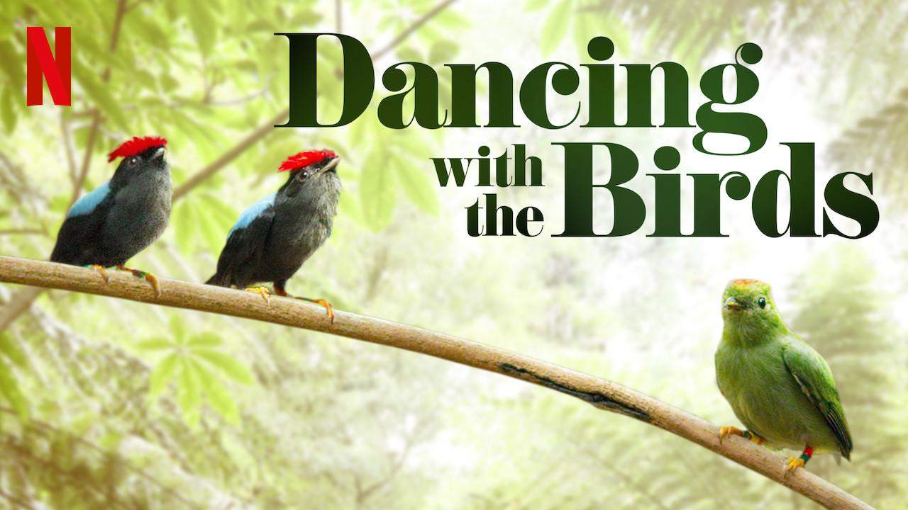 دانلود مستند رقص با پرندگان از مجموعه ویژه برنامه با دوبله شبکه من و تو