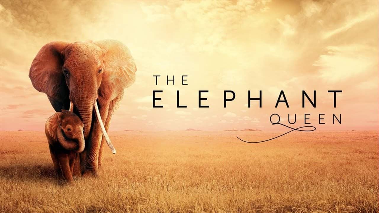 دانلود مستند فیل ملکه از مجموعه ویژه برنامه با دوبله شبکه من و تو