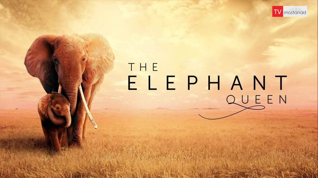 The Elephant Queen ( 2019 ) دانلود مستند فیل ملکه از مجموعه ویژه برنامه با دوبله شبکه من و تو
