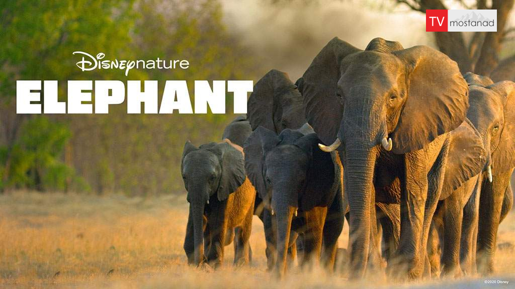 Elephant 2020 دانلود مستند فیل از مجموعه ویژه برنامه با دوبله شبکه من و تو