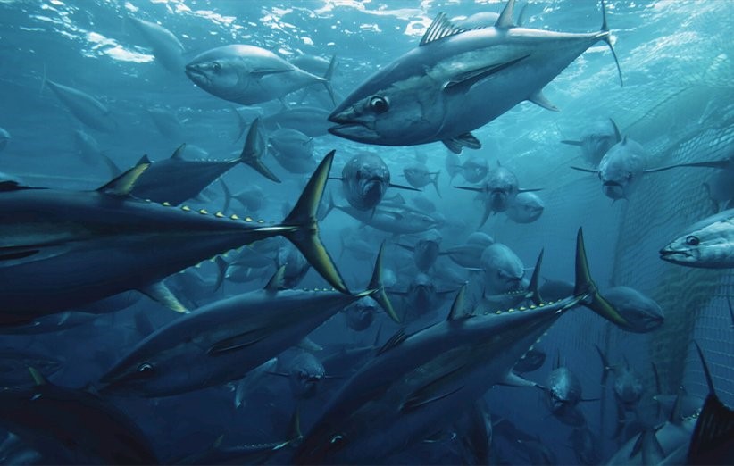مستند دریانوردی یک مستند راجع به اقیانوس‌ها است که به زندگی آبزیان می‌پردازد.