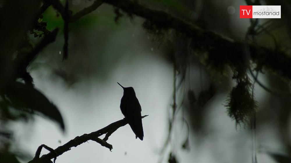 the forests دانلود مستند جنگل ها از مجموعه سیاره زمین 2 با دوبله فارسی شبکه BBC