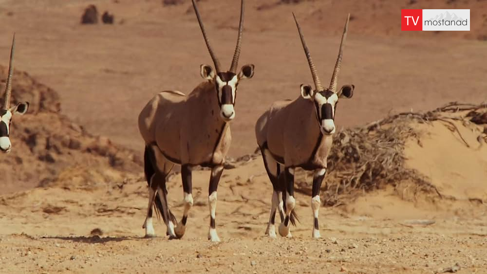 دانلود مستند بیابان ها از مجموعه سیاره زمین 2 با دوبله فارسی شبکه BBC دانلود مستند بیابان ها از مجموعه سیاره زمین 2 با دوبله فارسی شبکه BBC