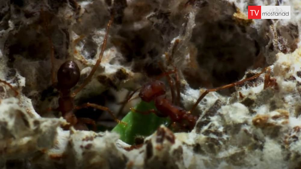 7342 دانلود مستند علفزار از مجموعه سیاره زمین 2 با دوبله فارسی شبکه BBC